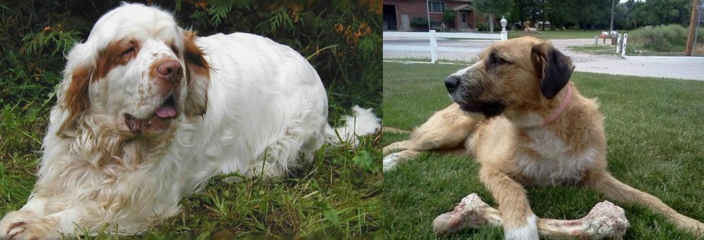 Irish Mastiff Hound vs Clumber Spaniel - Breed Comparison