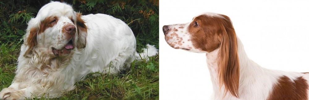 Irish Red and White Setter vs Clumber Spaniel - Breed Comparison