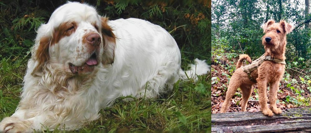Irish Terrier vs Clumber Spaniel - Breed Comparison