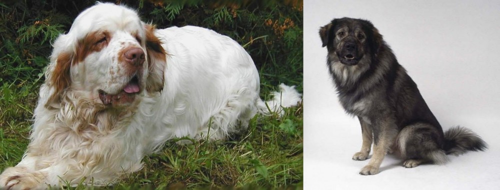 Istrian Sheepdog vs Clumber Spaniel - Breed Comparison
