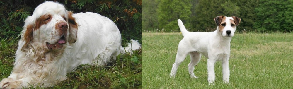 Jack Russell Terrier vs Clumber Spaniel - Breed Comparison