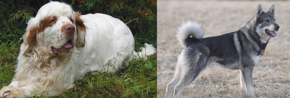 Jamthund vs Clumber Spaniel - Breed Comparison