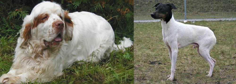 Japanese Terrier vs Clumber Spaniel - Breed Comparison