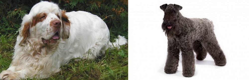 Kerry Blue Terrier vs Clumber Spaniel - Breed Comparison