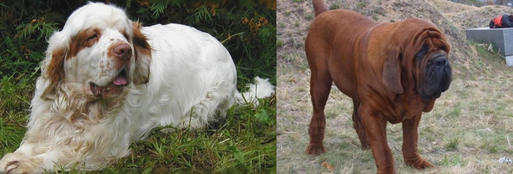 Korean Mastiff vs Clumber Spaniel - Breed Comparison
