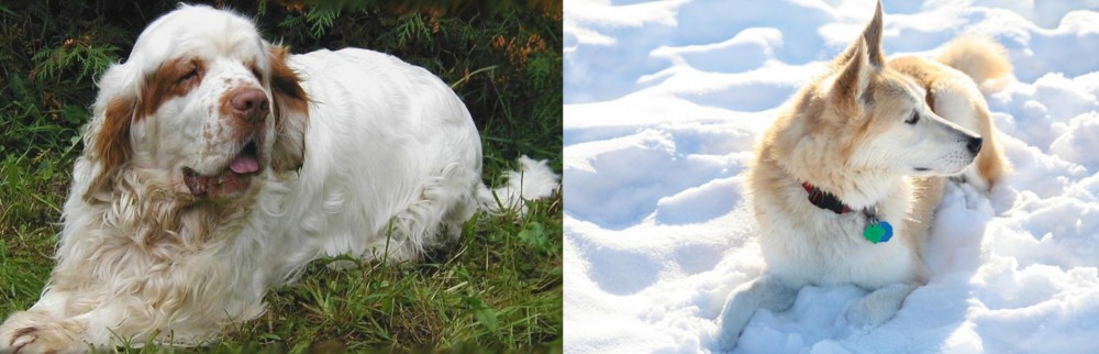 Labrador Husky vs Clumber Spaniel - Breed Comparison