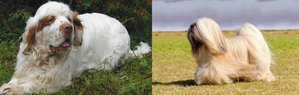 Lhasa Apso vs Clumber Spaniel - Breed Comparison