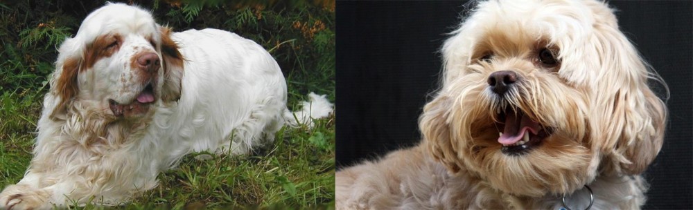 Lhasapoo vs Clumber Spaniel - Breed Comparison
