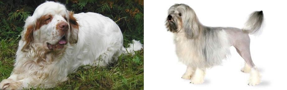 Lowchen vs Clumber Spaniel - Breed Comparison