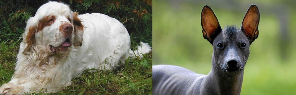 Mexican Hairless vs Clumber Spaniel - Breed Comparison