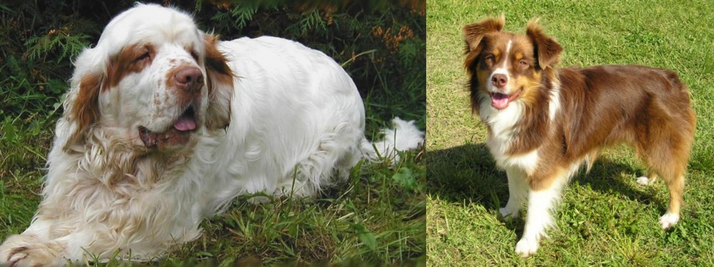 Miniature Australian Shepherd vs Clumber Spaniel - Breed Comparison