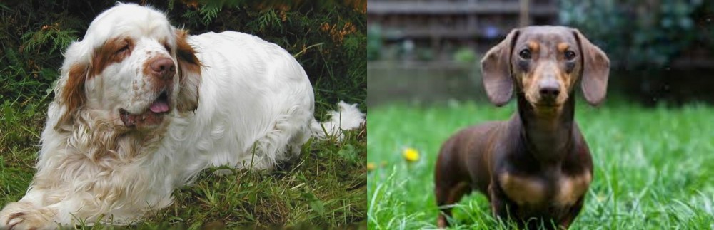 Miniature Dachshund vs Clumber Spaniel - Breed Comparison