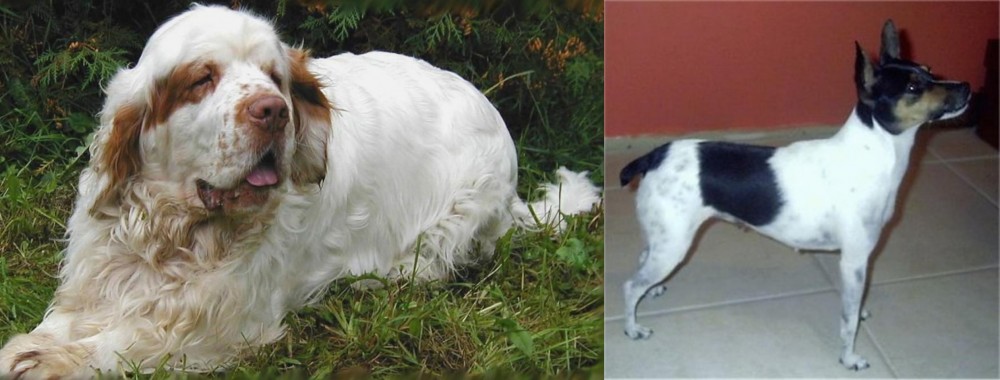 Miniature Fox Terrier vs Clumber Spaniel - Breed Comparison