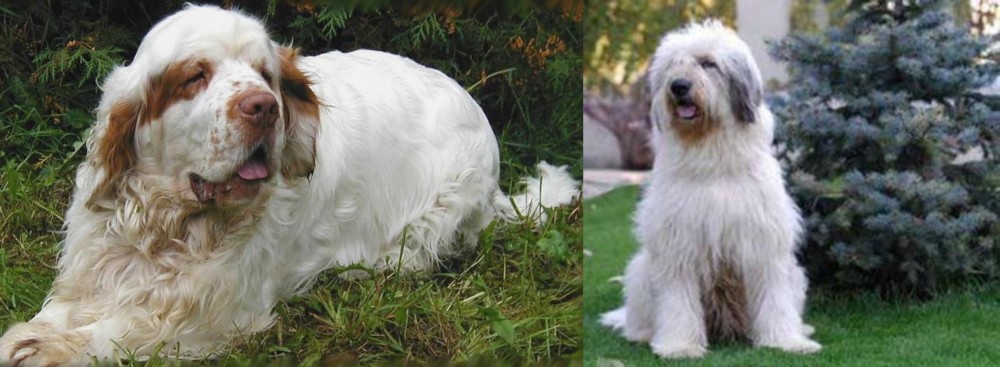 Mioritic Sheepdog vs Clumber Spaniel - Breed Comparison
