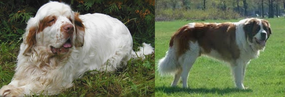 Moscow Watchdog vs Clumber Spaniel - Breed Comparison