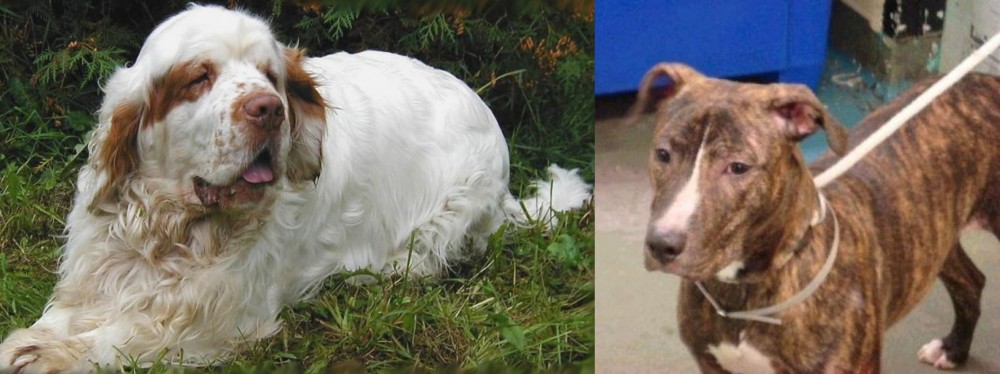 Mountain View Cur vs Clumber Spaniel - Breed Comparison