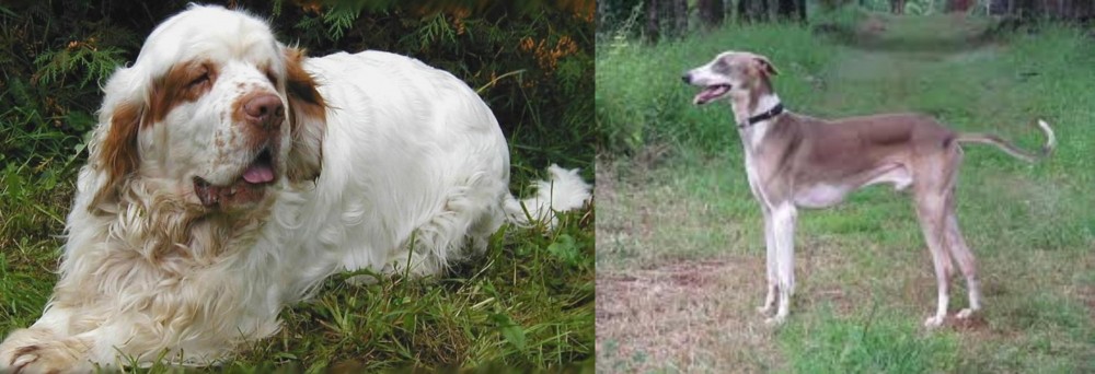 Mudhol Hound vs Clumber Spaniel - Breed Comparison