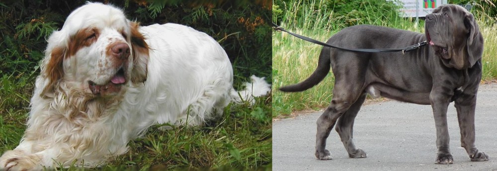 Neapolitan Mastiff vs Clumber Spaniel - Breed Comparison