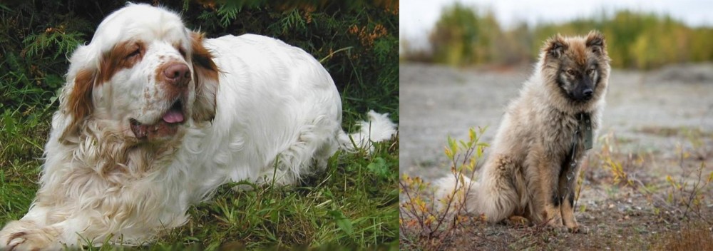 Nenets Herding Laika vs Clumber Spaniel - Breed Comparison