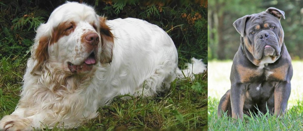 Olde English Bulldogge vs Clumber Spaniel - Breed Comparison