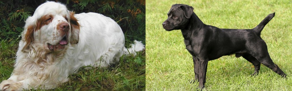 Patterdale Terrier vs Clumber Spaniel - Breed Comparison