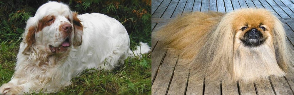 Pekingese vs Clumber Spaniel - Breed Comparison