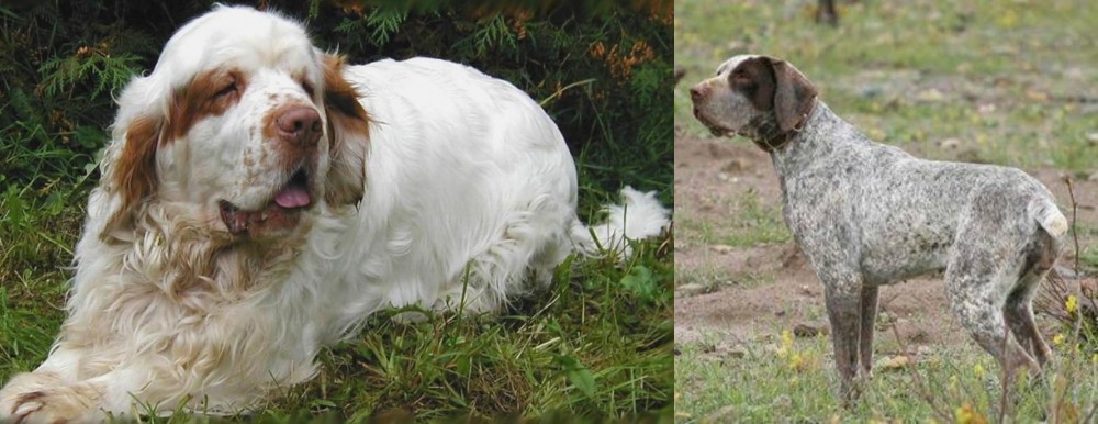 Perdiguero de Burgos vs Clumber Spaniel - Breed Comparison