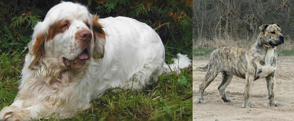 Perro de Presa Mallorquin vs Clumber Spaniel - Breed Comparison