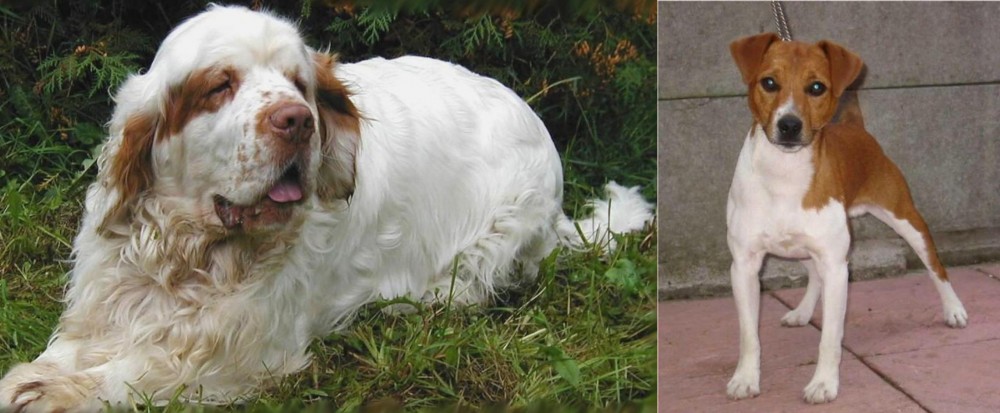 Plummer Terrier vs Clumber Spaniel - Breed Comparison