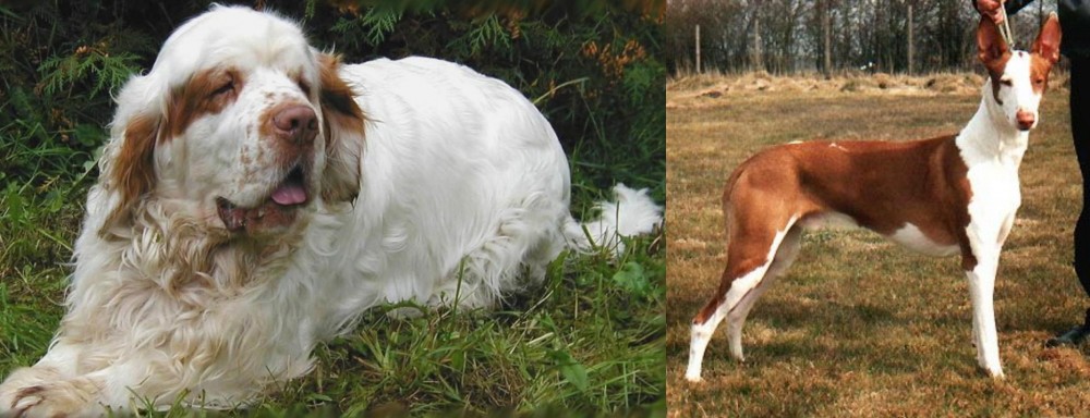 Podenco Canario vs Clumber Spaniel - Breed Comparison