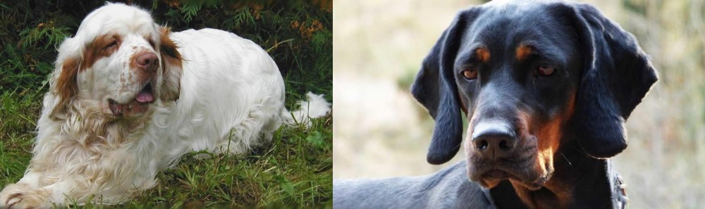 Polish Hunting Dog vs Clumber Spaniel - Breed Comparison