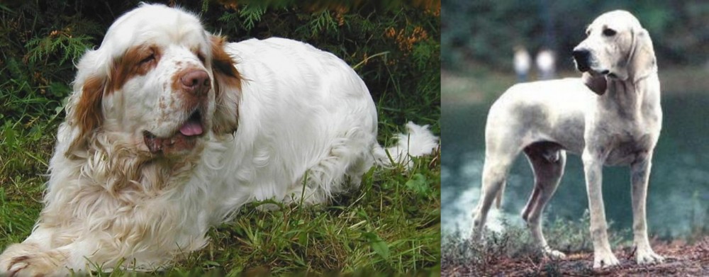 Porcelaine vs Clumber Spaniel - Breed Comparison