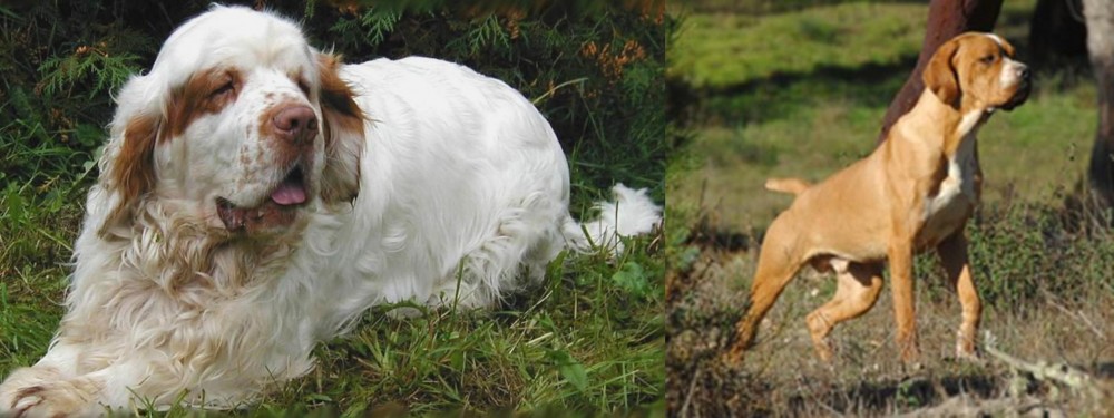 Portuguese Pointer vs Clumber Spaniel - Breed Comparison