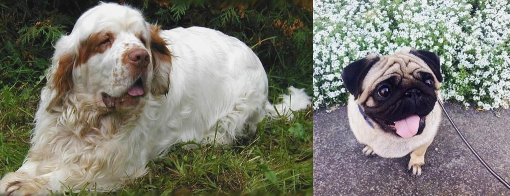 Pug vs Clumber Spaniel - Breed Comparison
