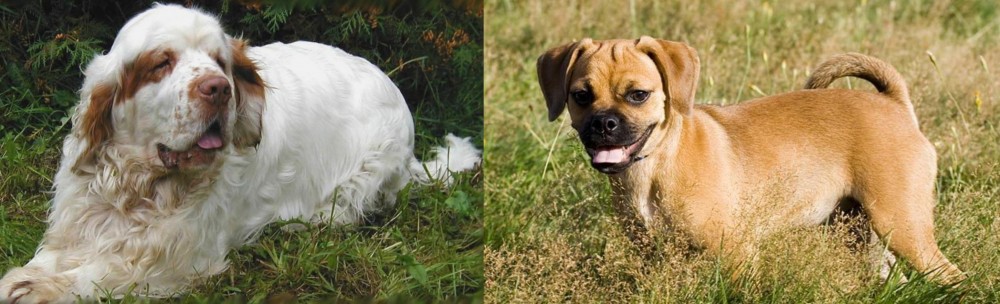 Puggle vs Clumber Spaniel - Breed Comparison