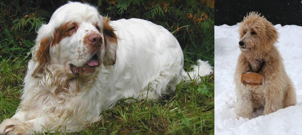 Pyredoodle vs Clumber Spaniel - Breed Comparison
