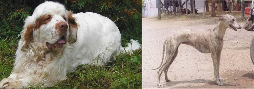 Rampur Greyhound vs Clumber Spaniel - Breed Comparison