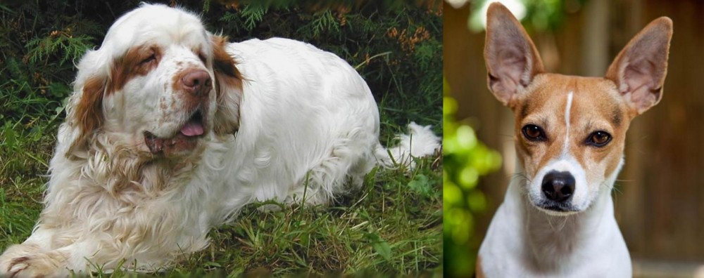 Rat Terrier vs Clumber Spaniel - Breed Comparison