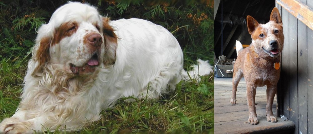 Red Heeler vs Clumber Spaniel - Breed Comparison