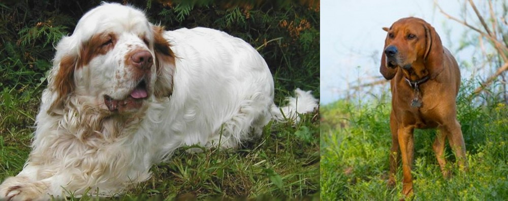 Redbone Coonhound vs Clumber Spaniel - Breed Comparison