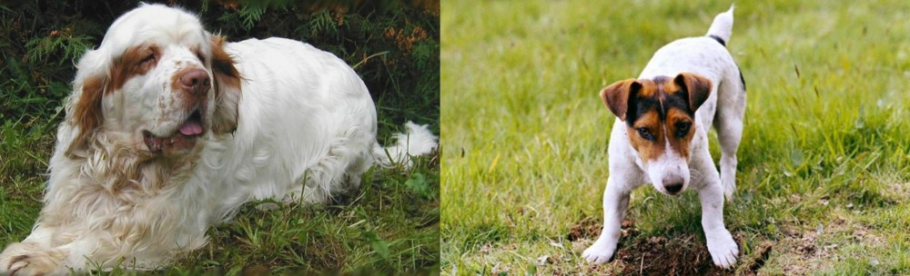 Russell Terrier vs Clumber Spaniel - Breed Comparison