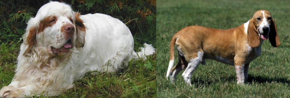 Schweizer Niederlaufhund vs Clumber Spaniel - Breed Comparison