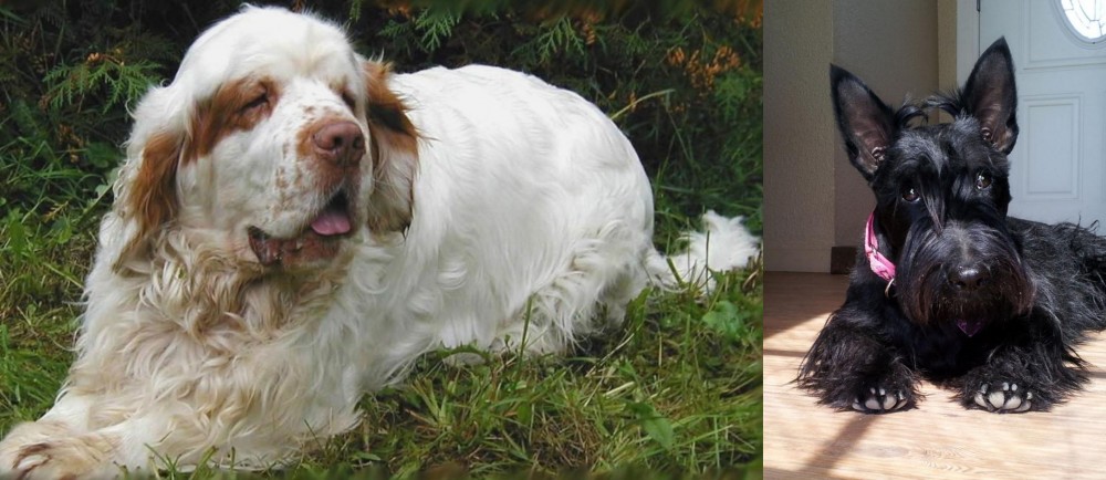 Scottish Terrier vs Clumber Spaniel - Breed Comparison