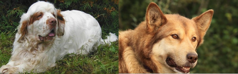 Seppala Siberian Sleddog vs Clumber Spaniel - Breed Comparison