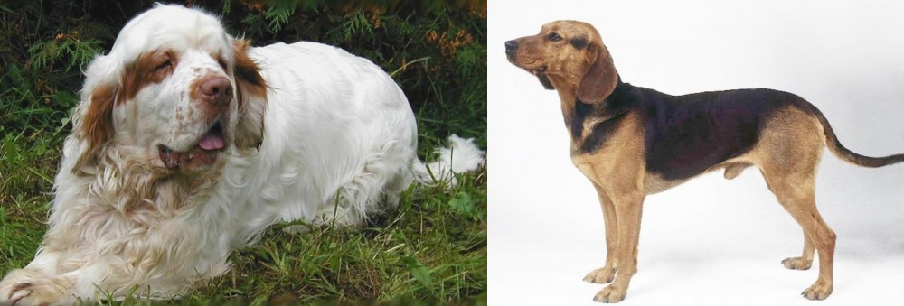 Serbian Hound vs Clumber Spaniel - Breed Comparison