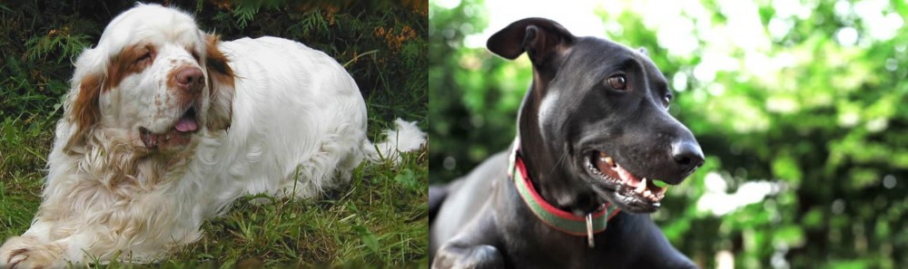 Shepard Labrador vs Clumber Spaniel - Breed Comparison