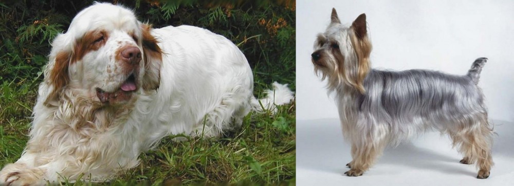 Silky Terrier vs Clumber Spaniel - Breed Comparison