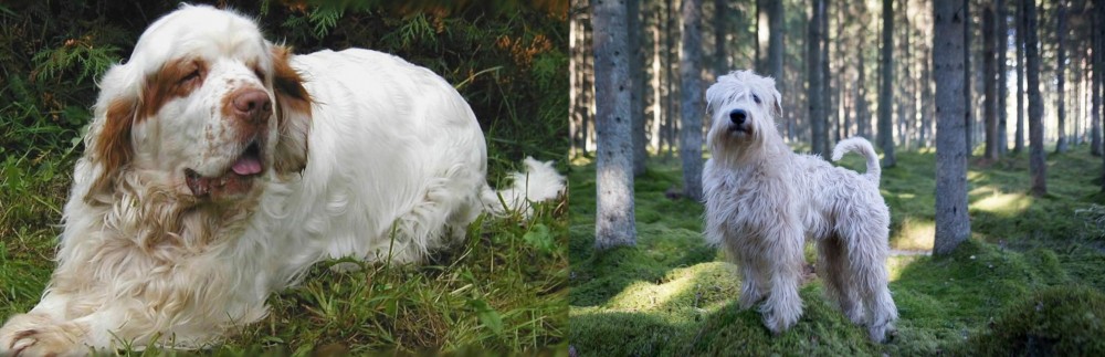 Soft-Coated Wheaten Terrier vs Clumber Spaniel - Breed Comparison