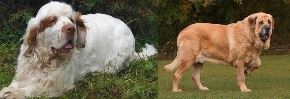 Spanish Mastiff vs Clumber Spaniel - Breed Comparison