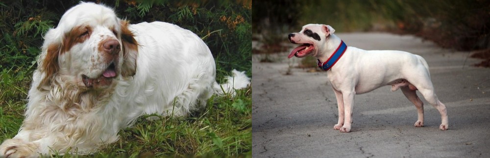 Staffordshire Bull Terrier vs Clumber Spaniel - Breed Comparison